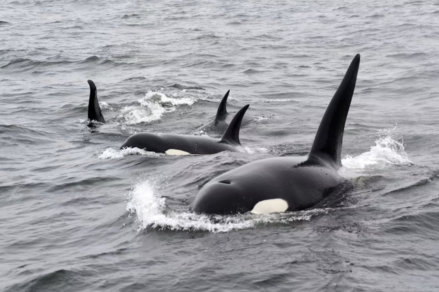  Photo of orca whales